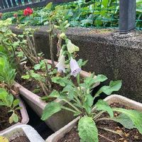 ホタルブクロの育て方 庭への植え方や水やりの時期は Greensnap グリーンスナップ