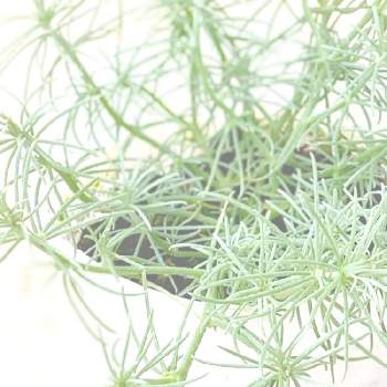 ロータス コットンキャンディの投稿画像一覧 Greensnap グリーンスナップ