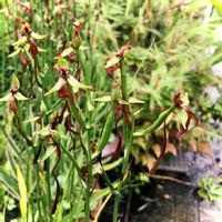 サギソウの育て方 植え付け方法や植え替え時期は Greensnap グリーンスナップ