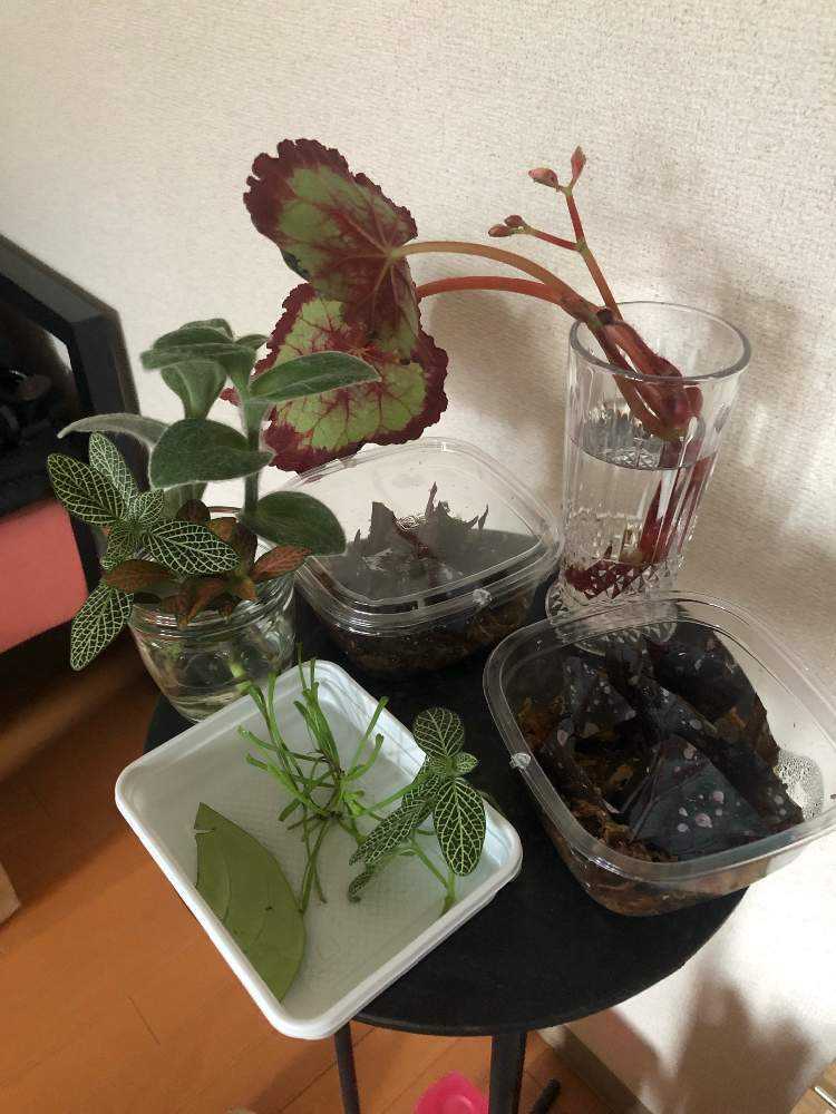 レックス ベゴニアの投稿画像 By Euphorbiaさん トラディスカンティア シラモンタナとレックス ベゴニアと水差し と挿木とレックスベゴニア と挿木で増やすとレックスベゴニア ミスターガーデンと部屋とベゴニア属とレックス ベゴニアと水差し と挿木とレックス