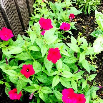 バランス悪いの投稿画像一覧 Greensnap グリーンスナップ