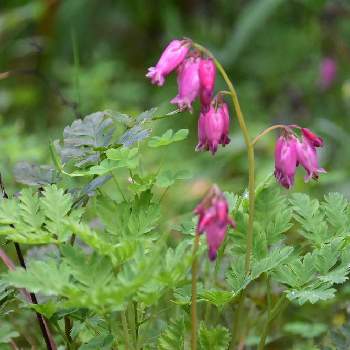 外来種の投稿画像一覧 Greensnap グリーンスナップ