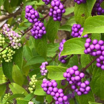 紫色の実の投稿画像一覧 Greensnap グリーンスナップ