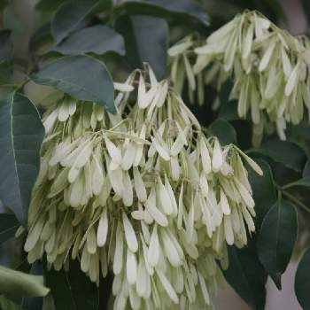 トネリコの投稿画像一覧 Greensnap グリーンスナップ