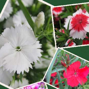 道路脇の花壇の投稿画像一覧 Greensnap グリーンスナップ