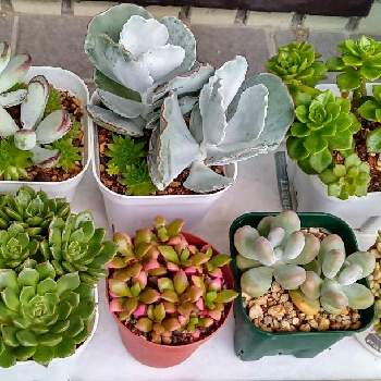 仕立て直しの投稿画像一覧 Greensnap グリーンスナップ