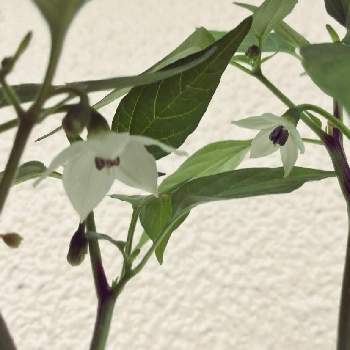 牛乳パック栽培の投稿画像一覧 Greensnap グリーンスナップ