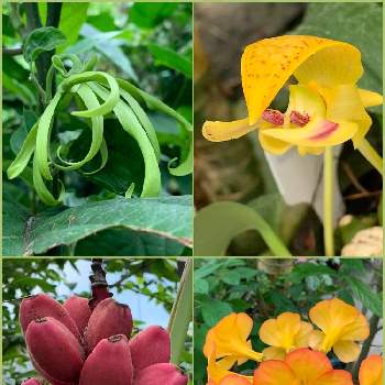 マレーシアシャクナゲの画像 by poochanさん | お出かけ先とアケビバナナとイランイランノキとマレーシアシャクナゲとランと温室と新宿御苑と黄色い花