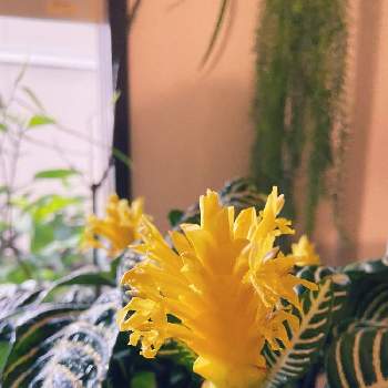 アフェランドラ・ダニアの画像 by 鹿の助さん | 窓辺とアフェランドラ・ダニアと観葉植物と南国植物