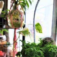 セラギネラの育て方 水やりや日当たりの加減は Greensnap グリーンスナップ