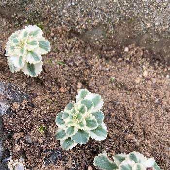 セダム アトランティスの投稿画像一覧 Greensnap グリーンスナップ