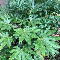 ヤツデの育て方 挿し木や種まきのコツは 虫はつかない Greensnap グリーンスナップ ヤツデの育て方 挿し木や種まきのコツは 虫はつかない Greensnap グリーンスナップ