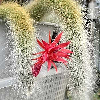 ヒルデウィンテラ カラデモノニスの投稿画像一覧 Greensnap グリーンスナップ