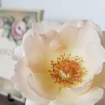 夏のバラの画像 by はなちゃんさん | ロココｻﾝと夏のバラと卓上花と花のある生活とバラ好きとお庭の花たちと切り花