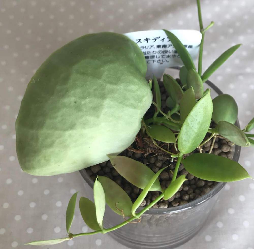 カンガルーポケットを種から育ててみたい Greensnap グリーンスナップ