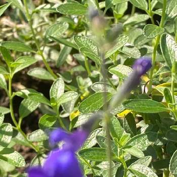 宿根サルビアブルーノートの投稿画像一覧 Greensnap グリーンスナップ