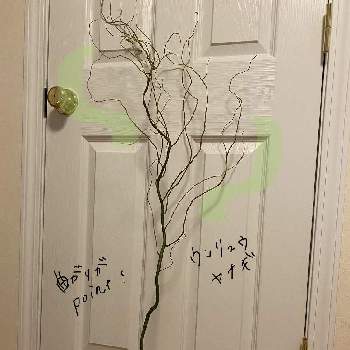 ウンリュウヤナギの投稿画像一覧 Greensnap グリーンスナップ