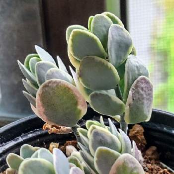 カランコエの投稿画像一覧 Greensnap グリーンスナップ