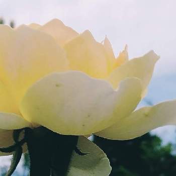 泉ボタニカルガーデンの画像 by moonさん | お出かけ先とバラと黄色い花と泉ボタニカルガーデンと我ら宮城県民と初秋の散歩