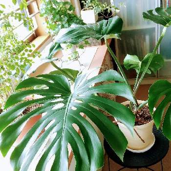 ジャングルの投稿画像一覧 Greensnap グリーンスナップ