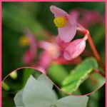 キキョウ ポップスターの一覧 Greensnap グリーンスナップ