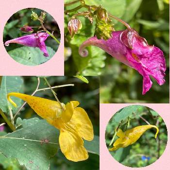 キツリフネソウの投稿画像一覧 Greensnap グリーンスナップ