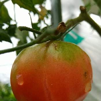 大玉トマトの画像 by ふうふうさん | 畑と大玉トマトと夏休みの宿題とおうちde菜園
