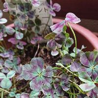 ブラッククローバーの育て方 種まきや植え替えの時期は Greensnap グリーンスナップ