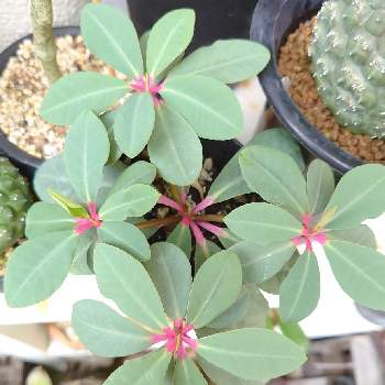 ユーフォルビア ボンゴラベンシスの投稿画像一覧 Greensnap グリーンスナップ