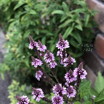 北海道でも越冬しますの投稿画像一覧 Greensnap グリーンスナップ