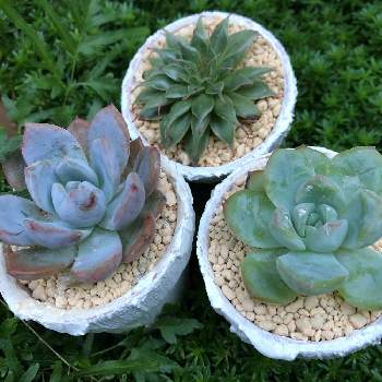 置き場所問題の投稿画像一覧 Greensnap グリーンスナップ