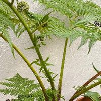 ヘゴの育て方 育てる場所や水やりの頻度は Greensnap グリーンスナップ ヘゴの育て方 育てる場所や水やりの頻度は Greensnap グリーンスナップ