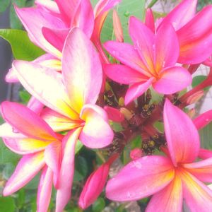 プルメリア,フランジパニ,プルメリア カウカワイルダー,Plumeria "Kauka Wilder",かわいいの画像