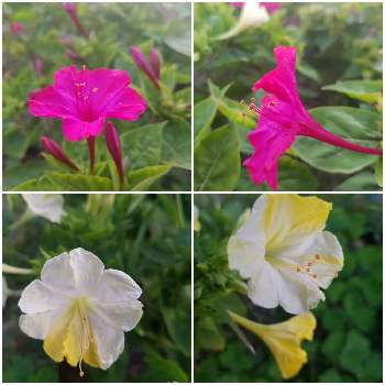 mi～ハートコーナーの花たちの画像 by mimimintさん | 小さな庭とオシロイバナとmi～ハートコーナーの花たちと海辺の庭とこぼれ種と北海道と繋がりに感謝✨