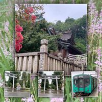 サルスベリ,百日紅（サルスベリ),ツルボ,百日紅（さるすべり）,蔓穂（つるぼ）の画像
