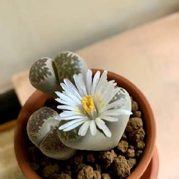 リトープスの花の投稿画像一覧 Greensnap グリーンスナップ リトープスの花の投稿画像一覧 Greensnap グリーンスナップ