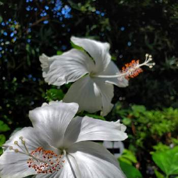 ハイビスカス ホワイトバタフライの画像 by フルリルさん | ハイビスカス ホワイトバタフライと花のある暮らしと緑のある暮らしと家裏の宿根草庭