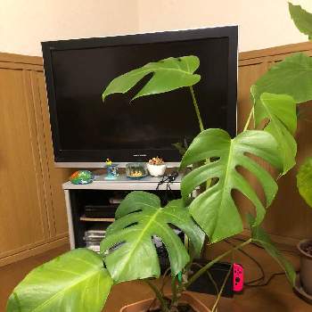 葉焼けの投稿画像一覧 Greensnap グリーンスナップ