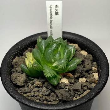 オブツーサ錦花火の投稿画像一覧 Greensnap グリーンスナップ オブツーサ錦花火の投稿画像一覧 Greensnap グリーンスナップ