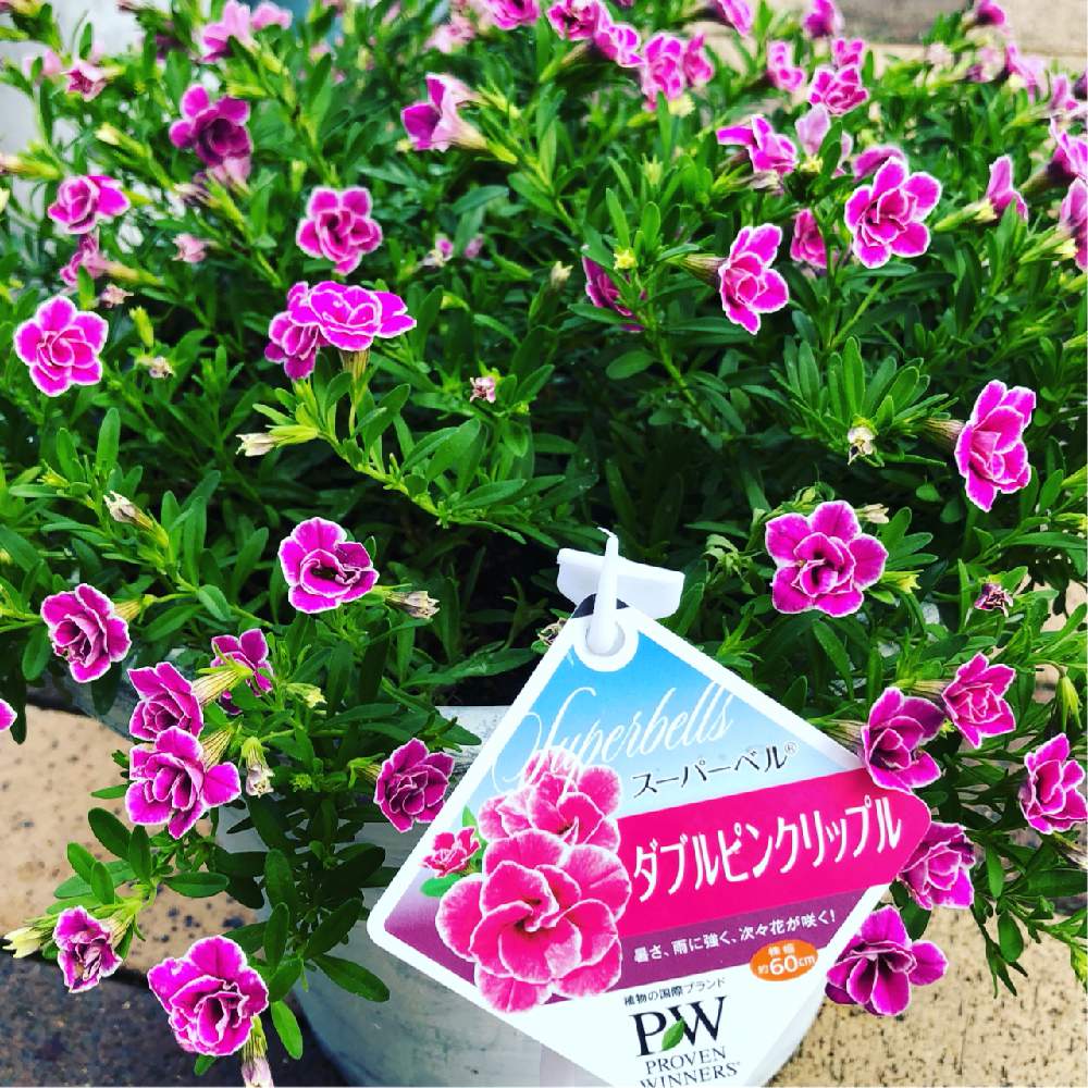 Pwダブルピンクリップル Greensnap グリーンスナップ