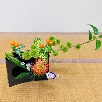 シマハランの画像 by 圭さん | 和室とトルコキキョウとゴットとシマハランとクリとコニカルオレンジとピンクッションと日本の文化と生け花のある暮らしと日本の伝統と自由花といけばなと花のある暮らしと生け花