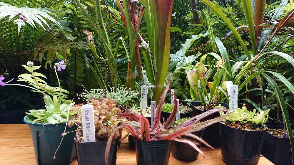 食虫植物販売会 咲くやこの花館 Greensnap グリーンスナップ