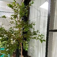 ジャボチカバの育て方 剪定の時期や肥料の与え方は Greensnap グリーンスナップ ジャボチカバの育て方 剪定の時期や肥料の与え方は Greensnap グリーンスナップ