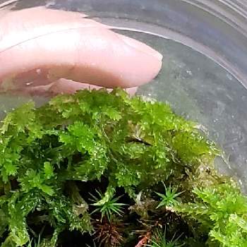 生きてる水苔の投稿画像一覧 Greensnap グリーンスナップ 生きてる水苔の投稿画像一覧 Greensnap グリーンスナップ