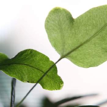 Phlebodium Aureum Bluestar の投稿画像一覧 Greensnap グリーンスナップ Phlebodium Aureum Bluestar の投稿画像一覧 Greensnap グリーンスナップ