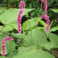 オオケタデ,かわいい,赤い花,可愛い,癒しの画像