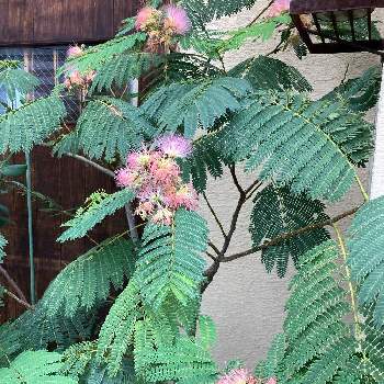 エキゾチックな花の画像 by manabeさん | お出かけ先とネムノキの葉っぱとネムノキの花と鉢植え植物と喫茶店とエキゾチックな花