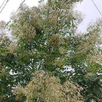 シマトネリコの投稿画像一覧 Greensnap グリーンスナップ