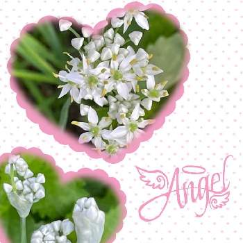 中国原産の投稿画像一覧 Greensnap グリーンスナップ