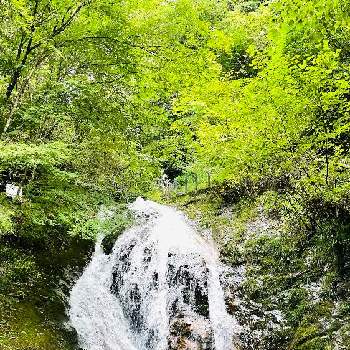 滝 たきの画像 by コハクさん | 雨上がりと滝 たきとグリーン大好き同好会